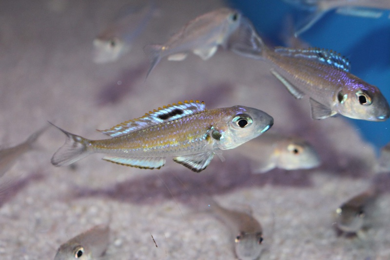 Xenotilapia bathyphilus 'Zambia'